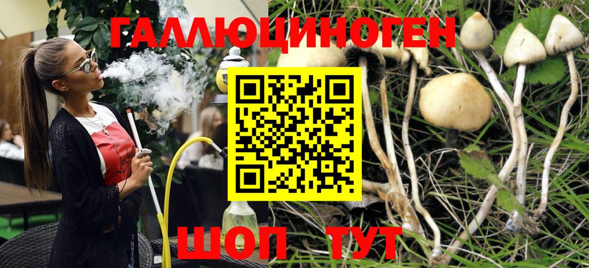 Волжский  Псилоцибиновые грибы прущие грибы  Псилоцибиновые грибы мицелий  Вход с VPN 